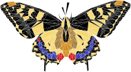 Low Poly Butterfly