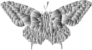Low Poly Butterfly Prismatic 8