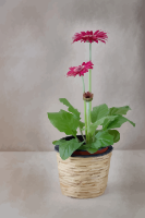 gerbera-02