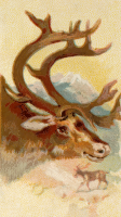 Cigarette card - Reindeer