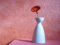 gerbera in vase