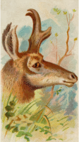 Cigarette card - Prong-horn antelope