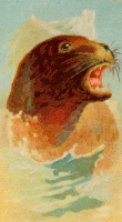 Cigarette card - Sea lion
