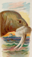 Cigarette card - Walrus