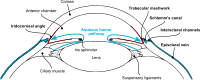 Aqueous humor pathway