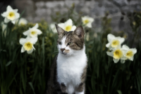 cat and daffodils