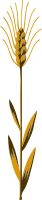 Wheat