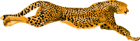 leopard-cheetah
