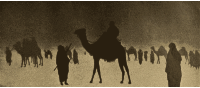 Camels in the Desert