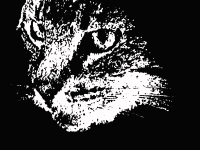 Tabby Cat Face Emerging from Shadows