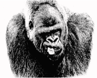 Male Lowland Gorilla Closeup