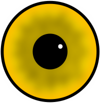 Yellow eye