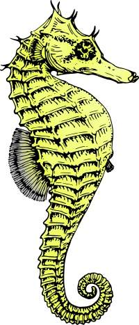 Seahorse 3 (colour)