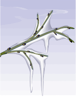 Tree 27