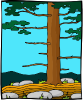Tree 54