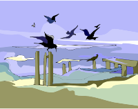 Birds 5