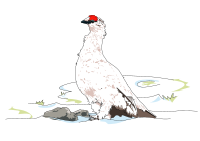 Alpine Ptarmigan