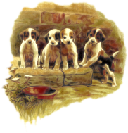 Cute dogs