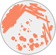 Petri Dish