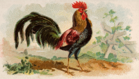 Cigarette card - Brown Leghorn