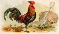 Cigarette card - Derbyshire Red Cap