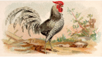 Cigarette card - Dominique