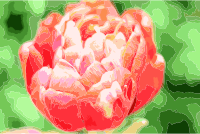 Spring Flower