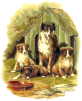 Cute dogs 5