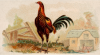 Cigarette card - Brown Breasted Red Game Cock