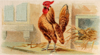 Cigarette card - Gold Laced Bantam