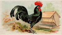 Cigarette card - Black Minorca Fowl