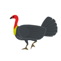 Australian Brush-turkey