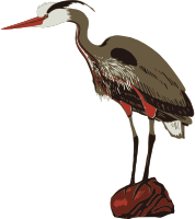 Bird 9