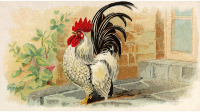Cigarette card - Japanese Bantam