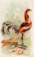 Cigarette card - Pile Game Cock