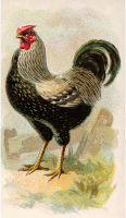 Cigarette card - Wyandotte Cock
