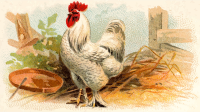 Gigarette card - White Cochin Cock