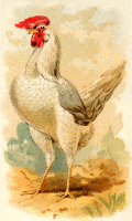Gigarette card - White Leghorn Hen