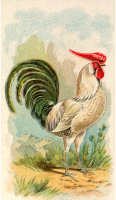 Gigarette card - Silver Pencilled Hamburgh