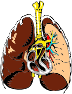 Lungs Cross Section Illustration