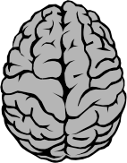 Brain Illustration
