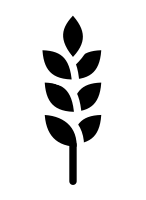 Barley