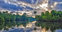 Surreal Indonesian Mangrove