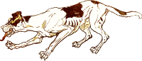Skinny hound