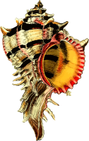 Sea shell 44