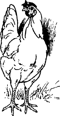 chicken
