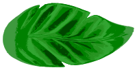 Tropical Leaf