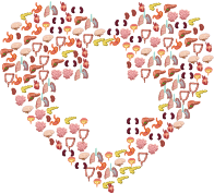 Human Organs First Aid Heart
