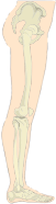 Human Legs Sideview