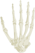 Hand Skeleton